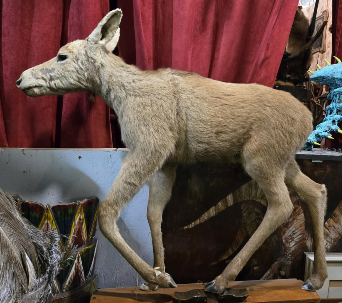 Taxidermie bébé orignal.