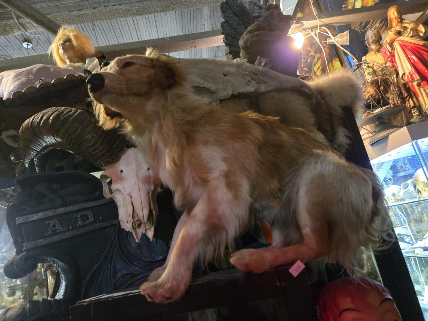 Taxidermie petit chien européen
