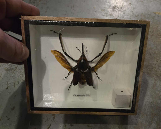 Insecte naturalisé - Cyrtorachelus Dux