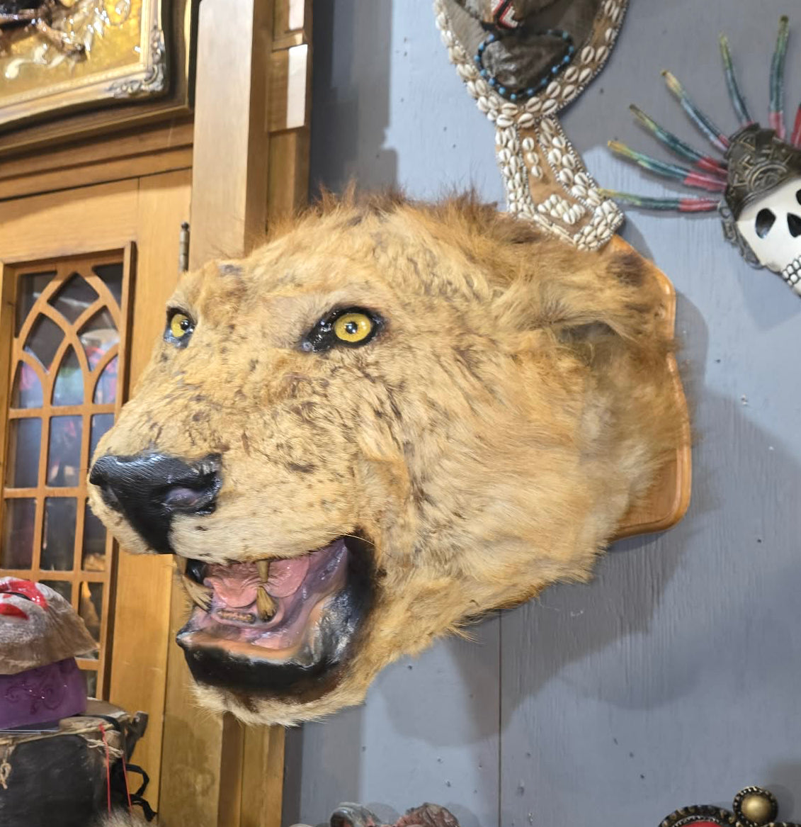 Taxidermie antique tête de lion