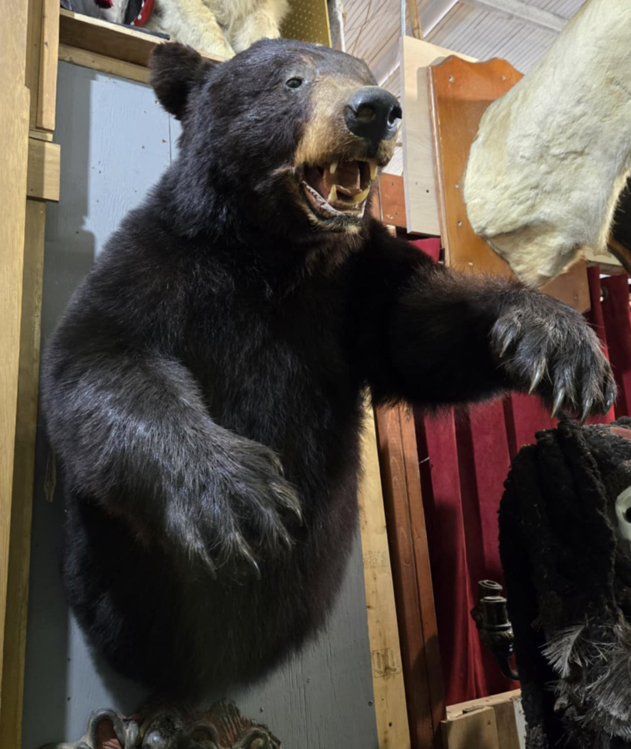 Taxidermie demi-ours
