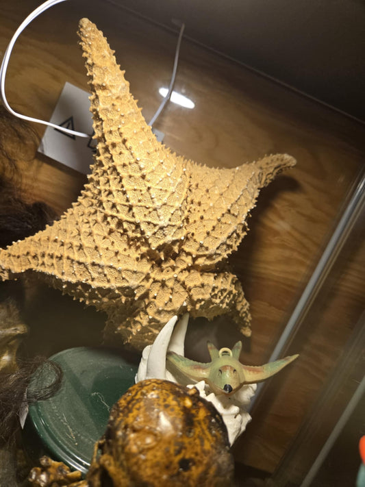 Étoile de mers déshydratée.