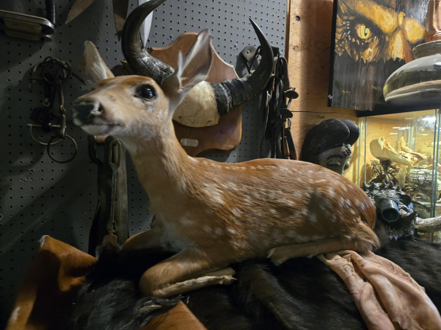 Taxidermie faon couché