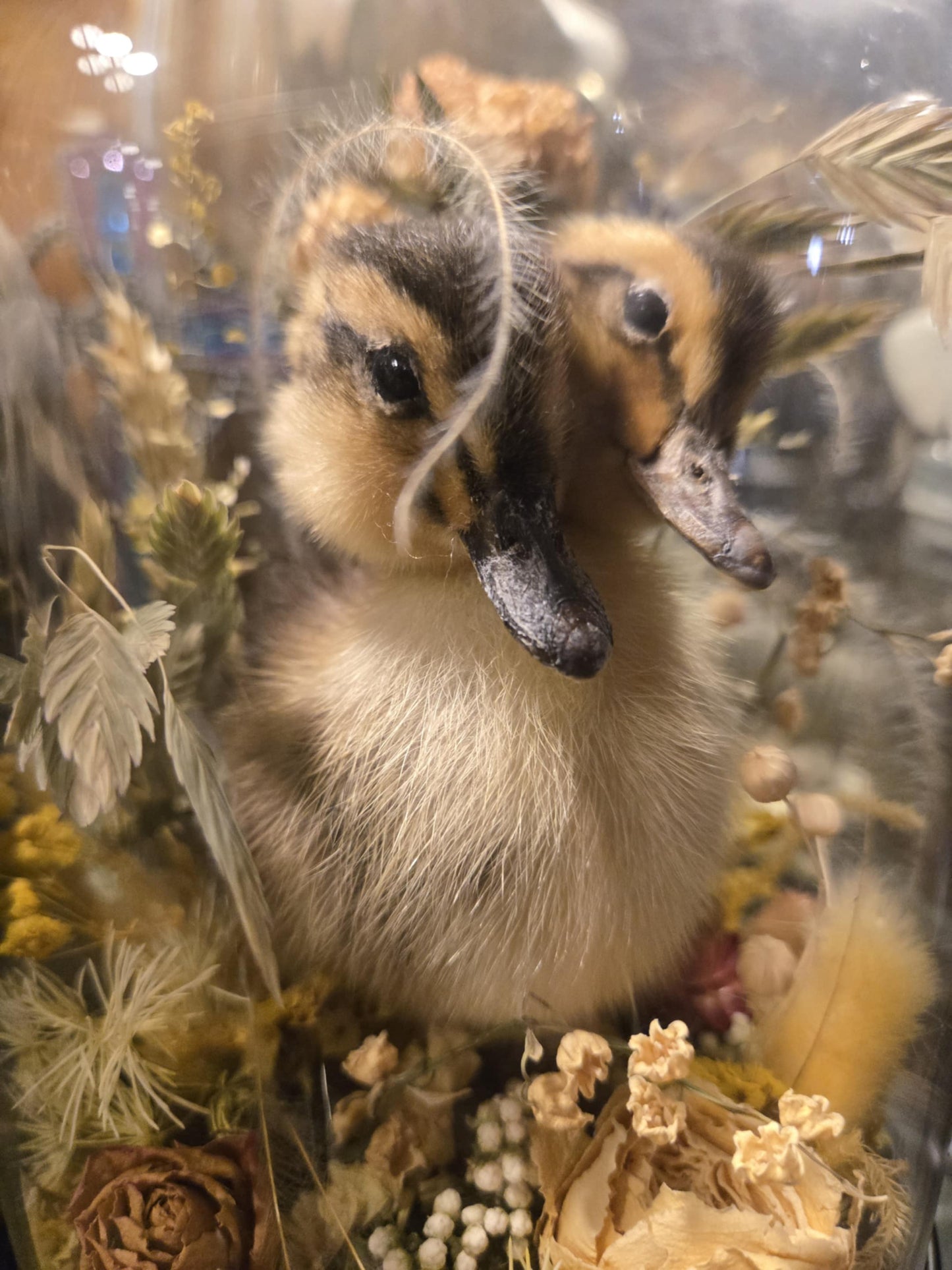 Taxidermie caneton à deux têtes dans un globe