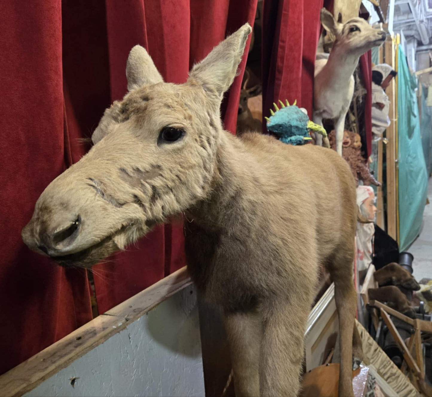 Taxidermie bébé orignal.