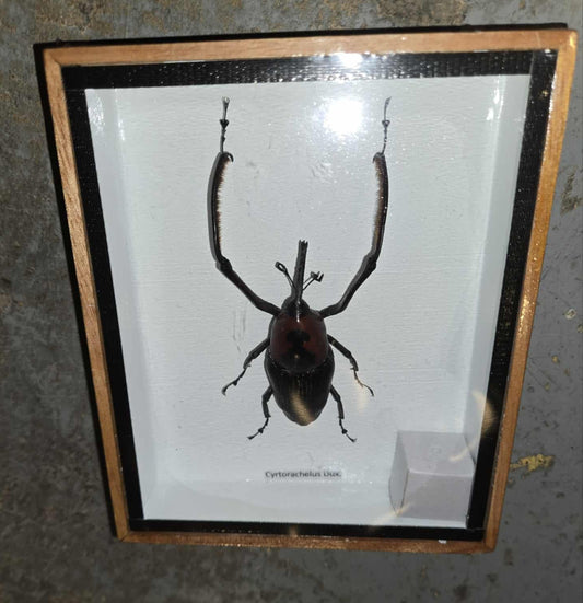 Insecte naturalisé - Cyrtorachelus Dux