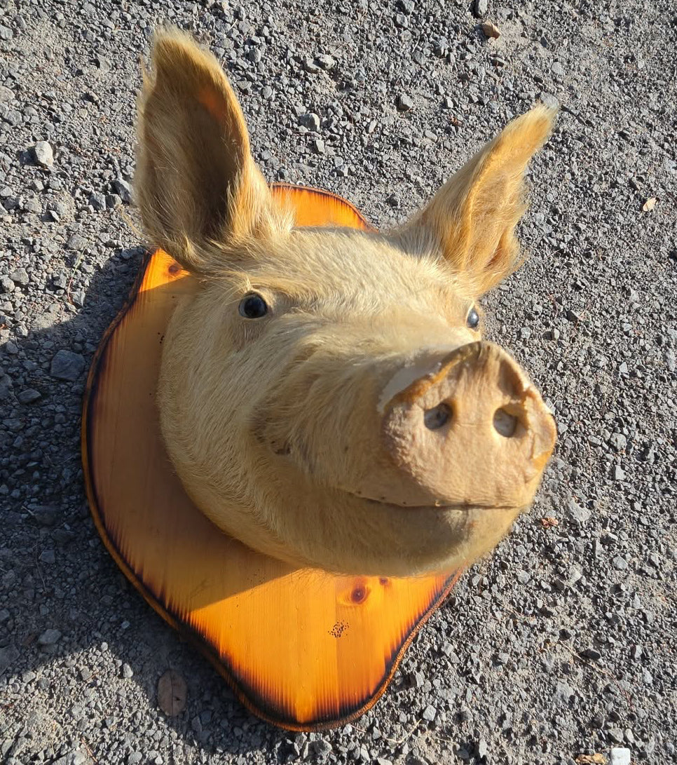 Taxidermie vintage tête de cochon