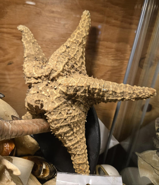 Grande étoile de mers déshydratée