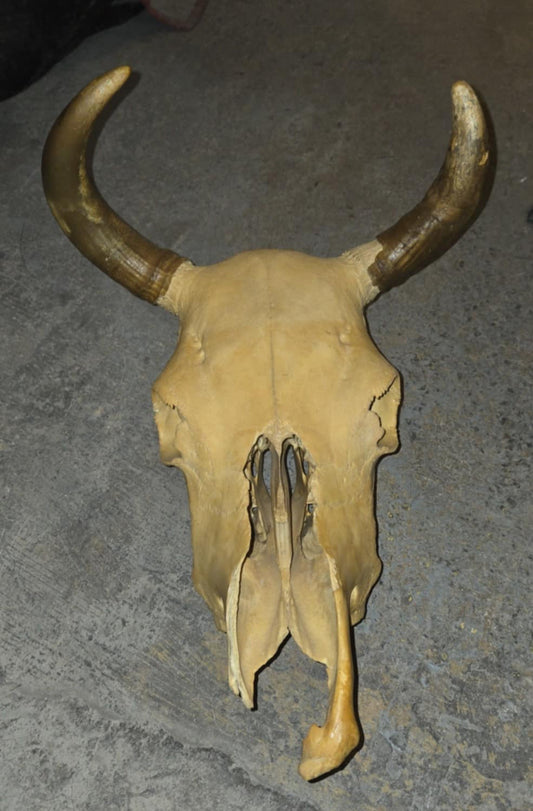 Crâne de vache