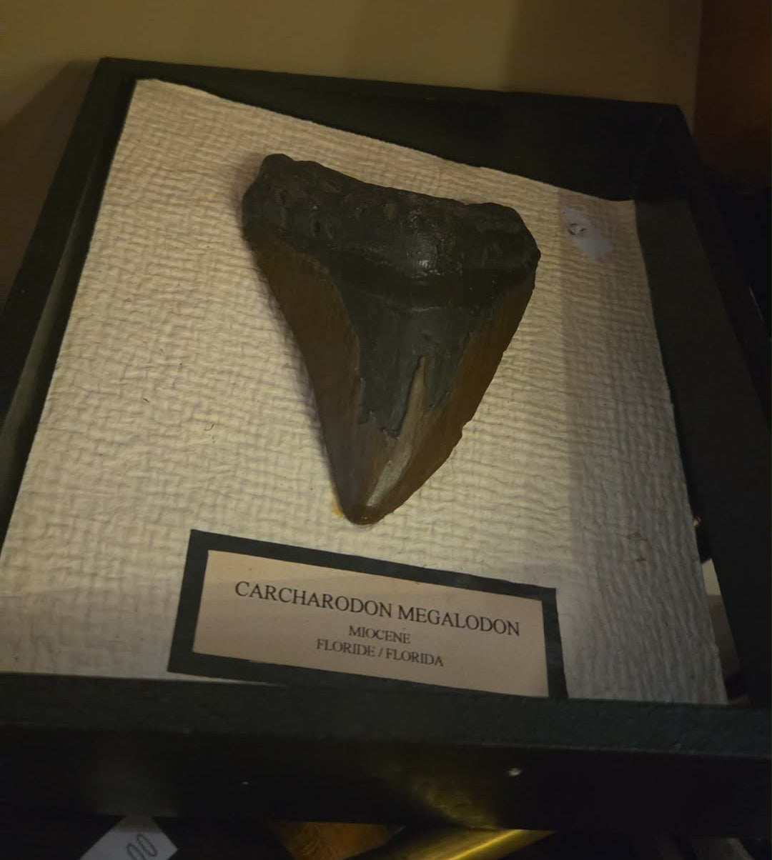 Dent fossilisée de Megalodon, encadrée.