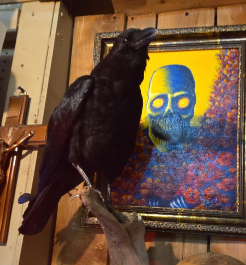 Taxidermie corneille naturalisée