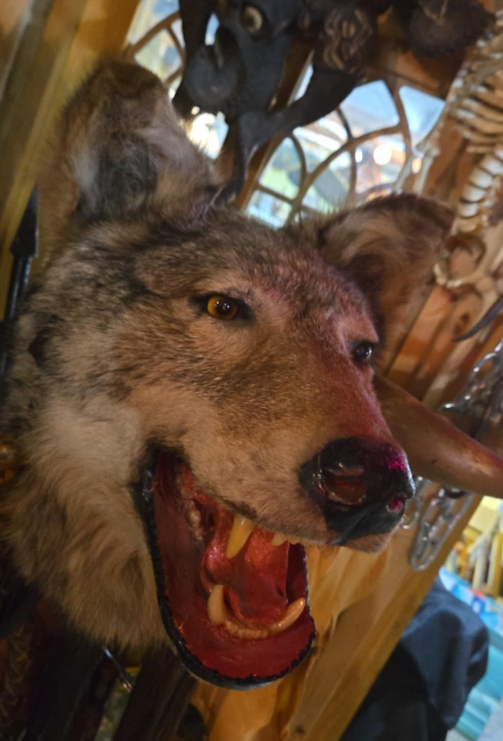 Taxidermie vintage tête de loup