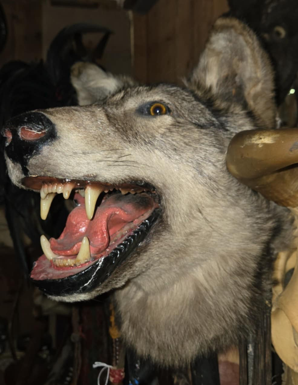 Taxidermie vintage tête de loup