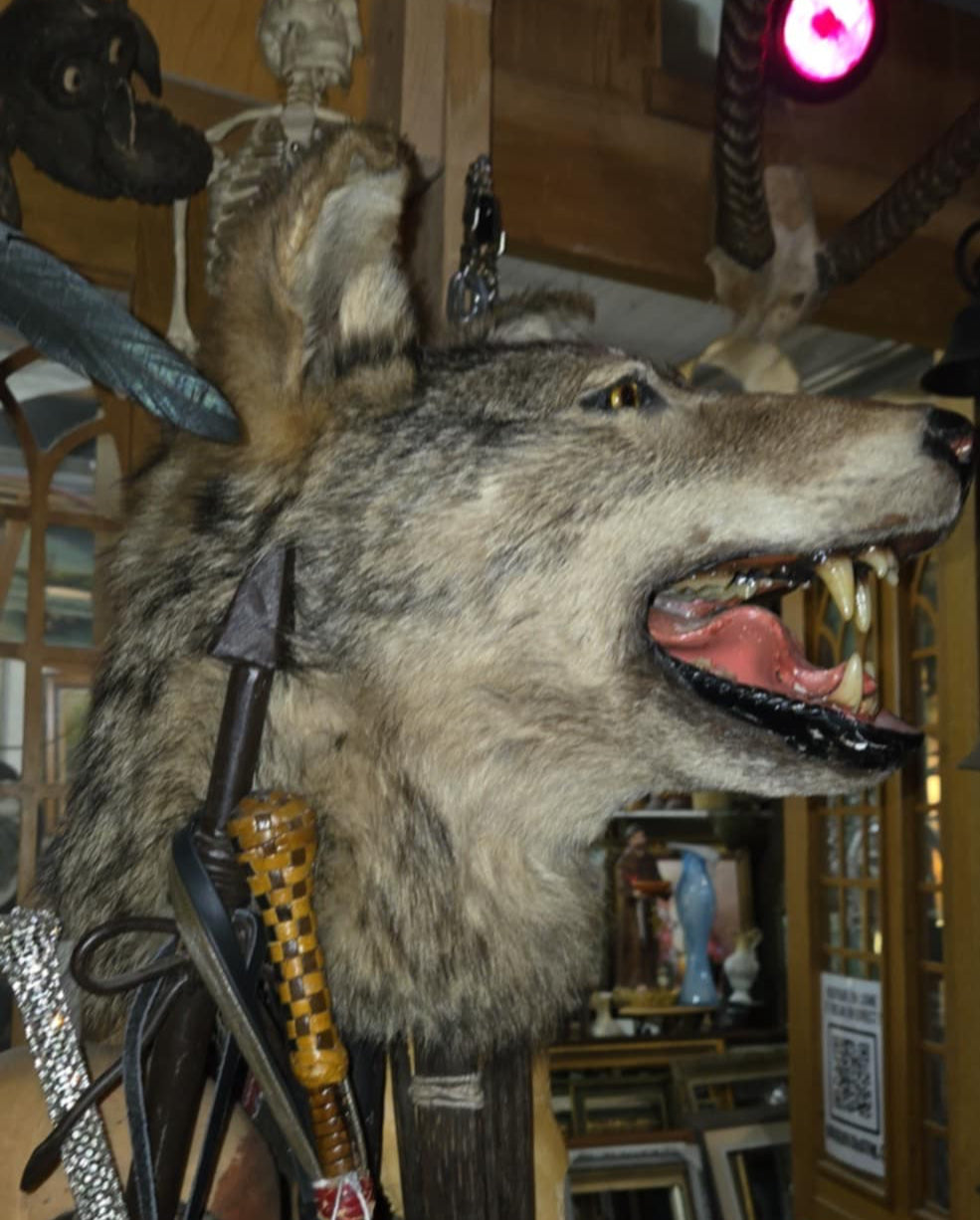 Taxidermie vintage tête de loup