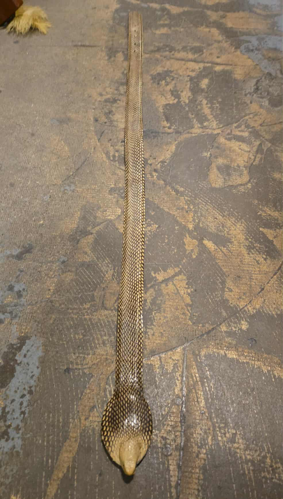 Cobra naturalisé