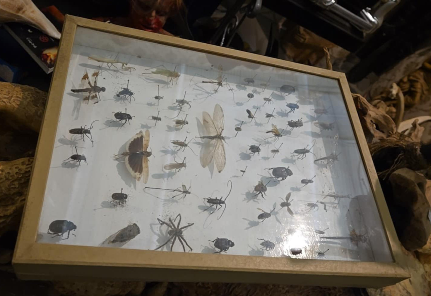 Collection d'insectes naturalisés.