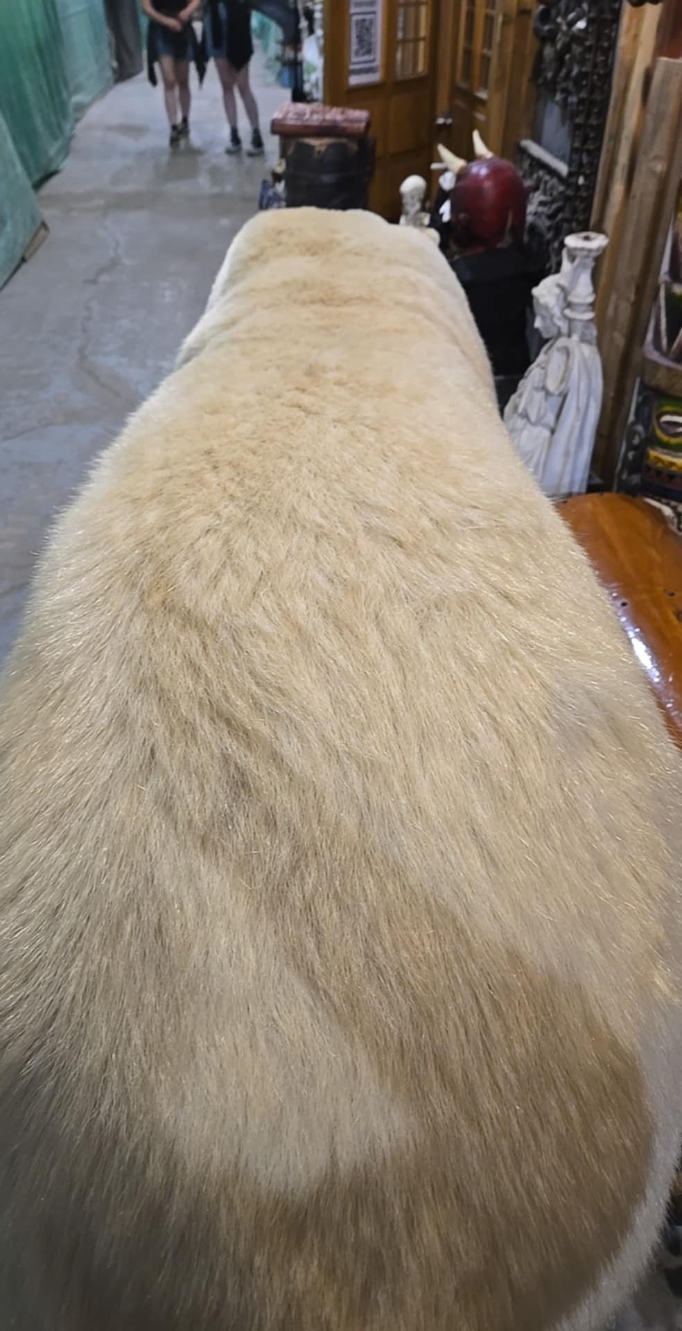 Taxidermie ours polaire complet