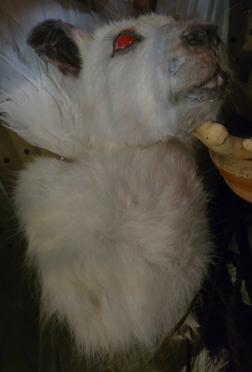 Taxidermie tête de wallaby albinos