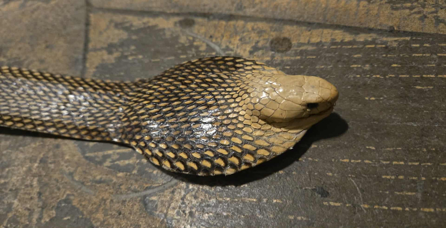 Cobra naturalisé