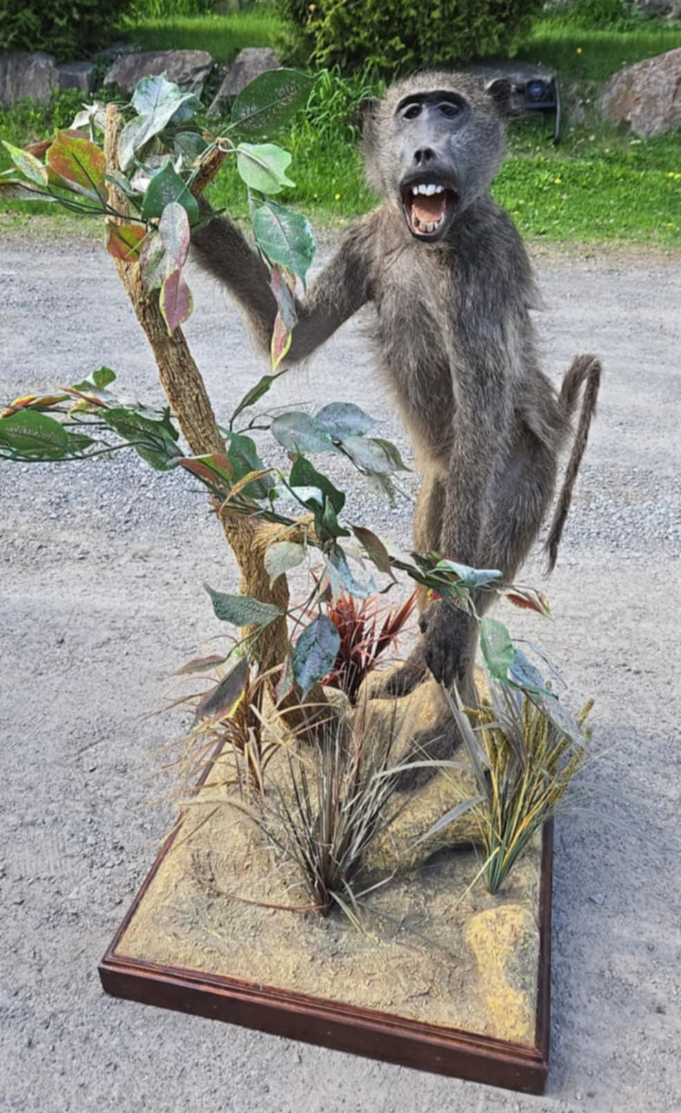 Taxidermie d'un babouin