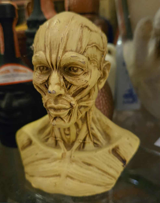 Buste vintage muscles et tendons