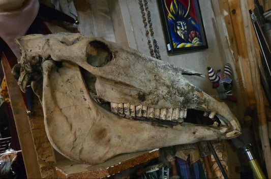 Crâne de cheval brut complet