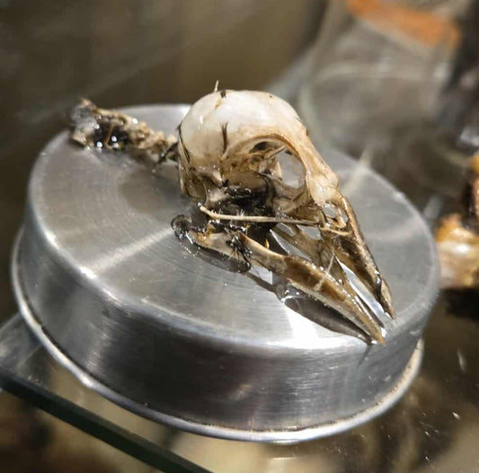 Crâne d'oiseau dans l'epoxy