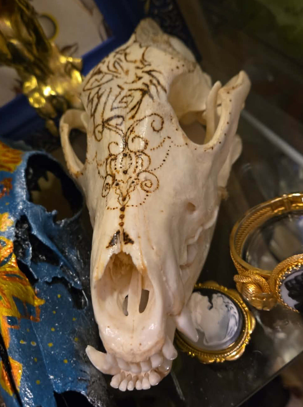 Crâne de coyote par l'artiste par Mary Lou Guinois.