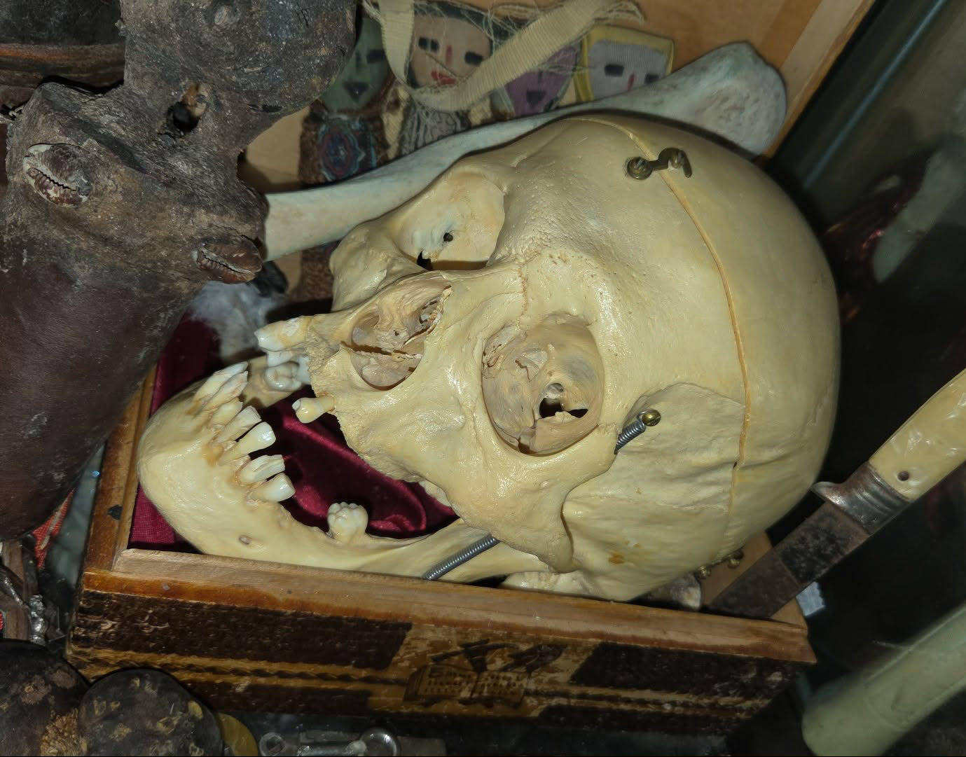 Crâne matériel pédagogique médical antique