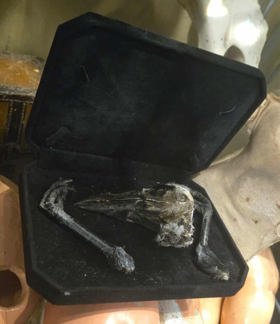 Tête et pattes d'oiseau déshydratées