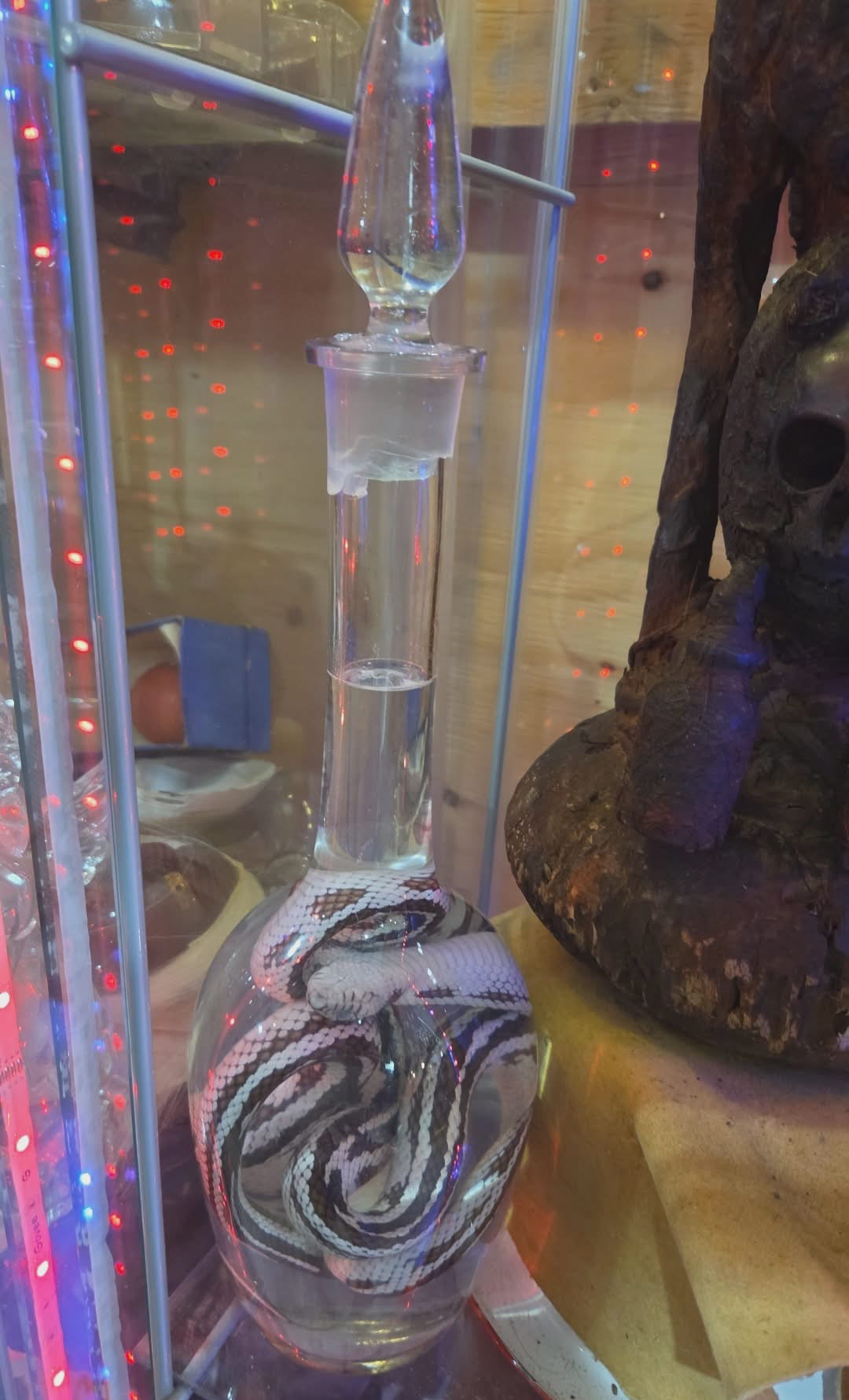 Wet specimen serpent roi de Californie
