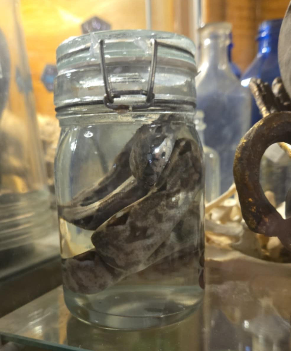 Petit serpent dans le formol - wet specimen