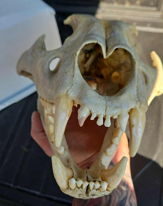 Crâne de lion complet