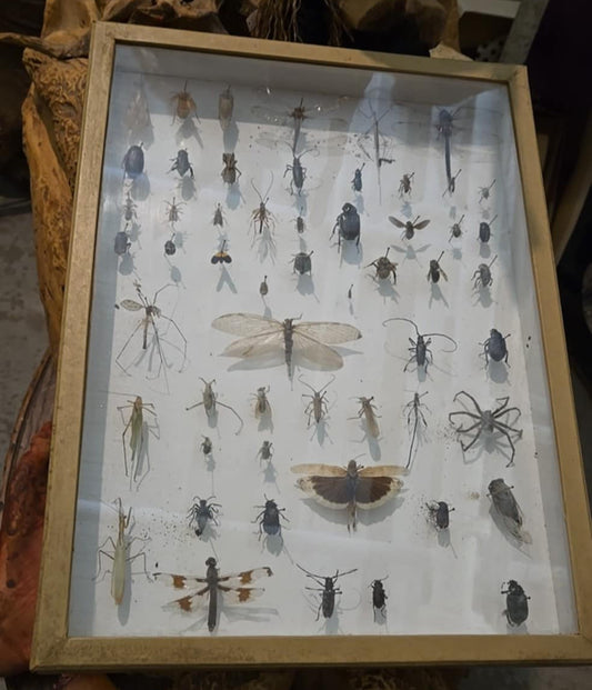 Collection d'insectes naturalisés.