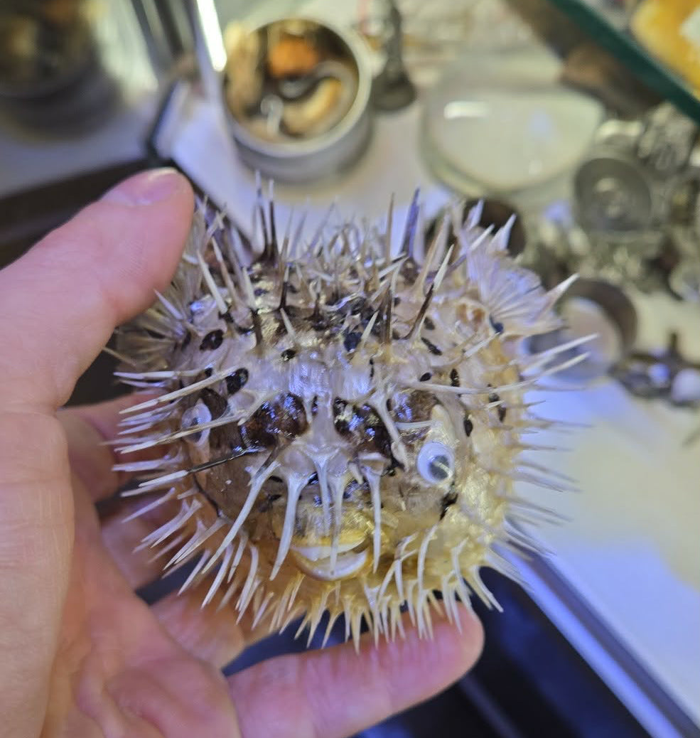 Taxidermie très petit poisson Diodon