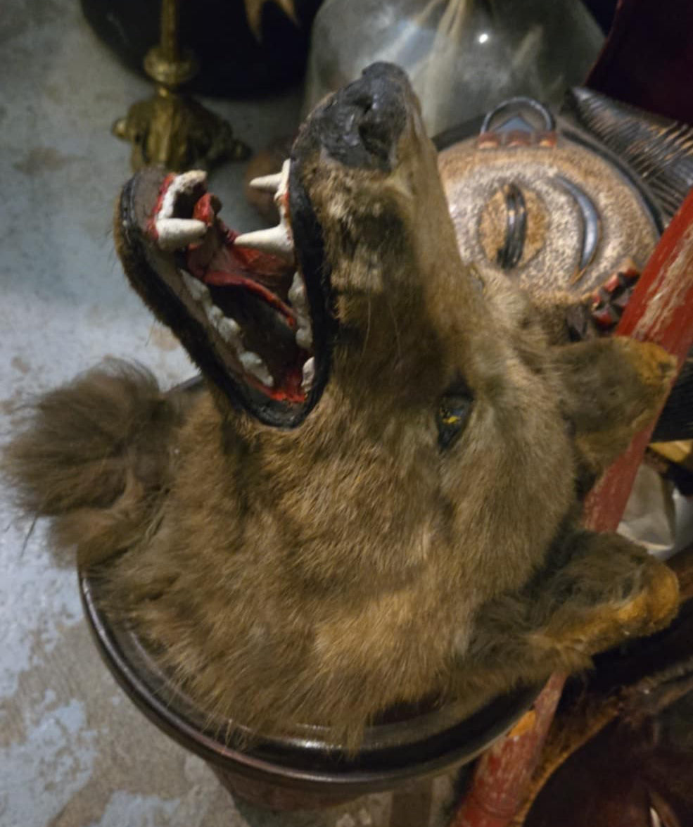 Taxidermie tête de loup antique