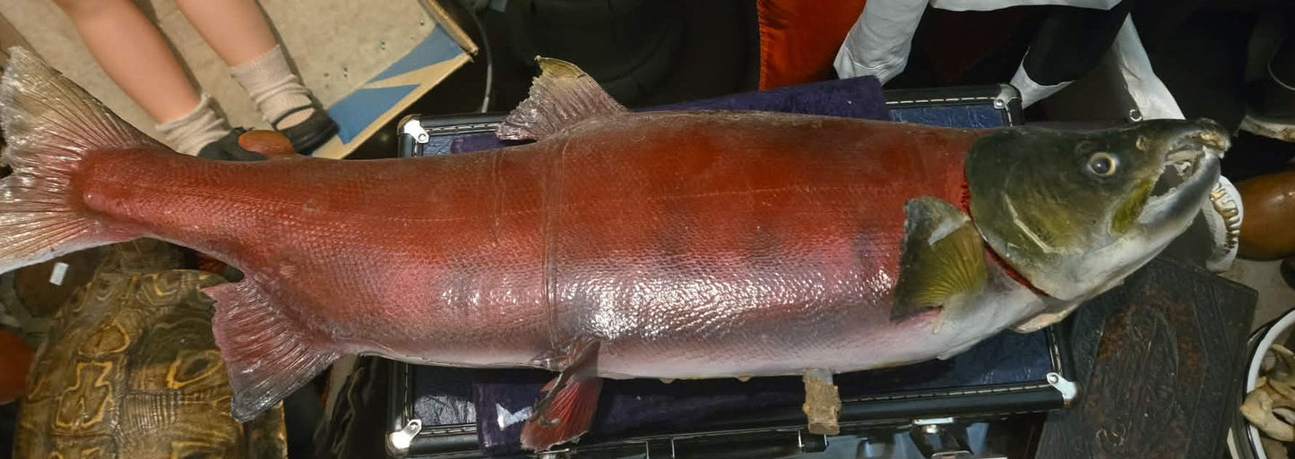 Taxidermie saumon rouge