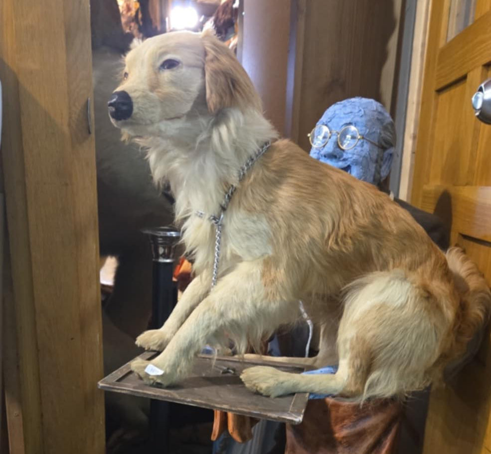 Taxidermie petit chien européen