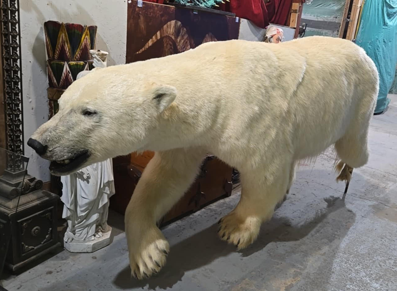 Taxidermie ours polaire complet