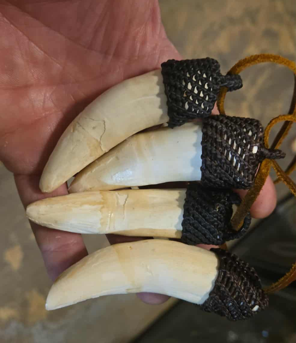 Dents de crocodile en pendentif