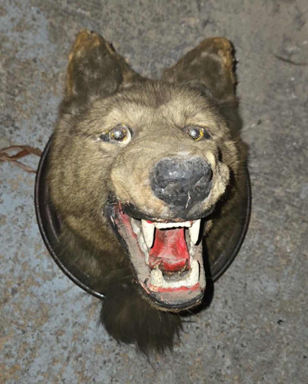 Taxidermie tête de loup antique