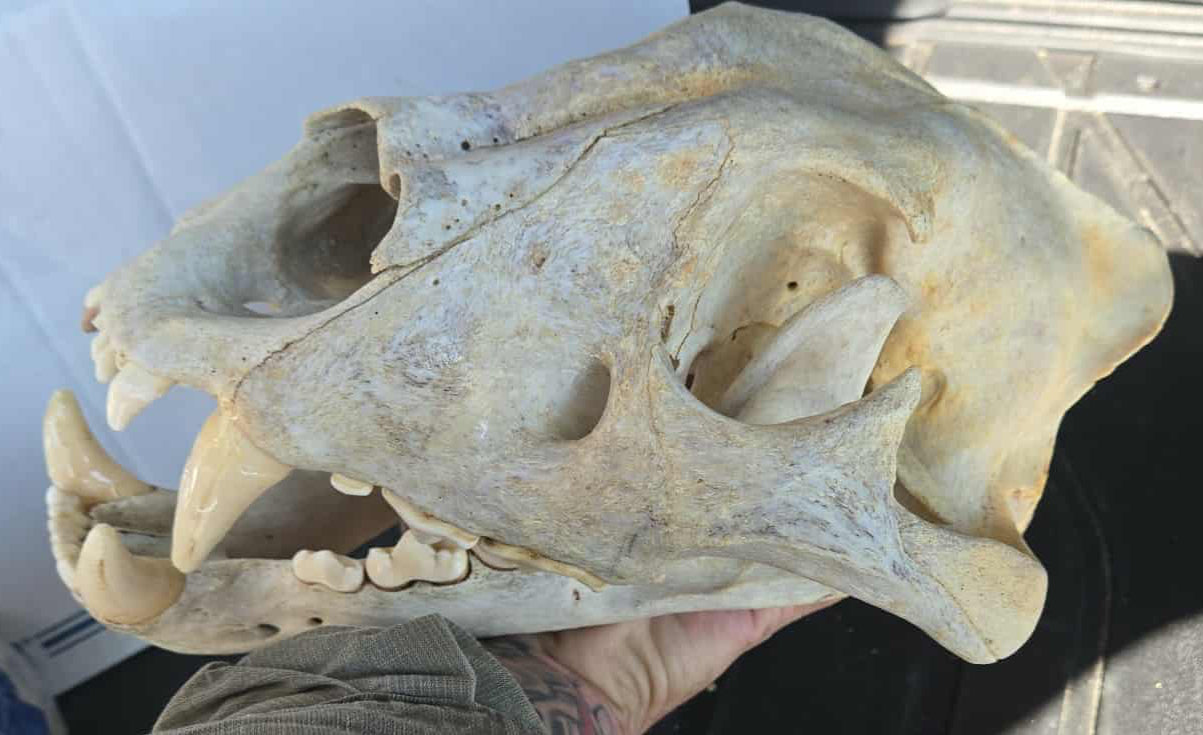 Crâne de lion complet