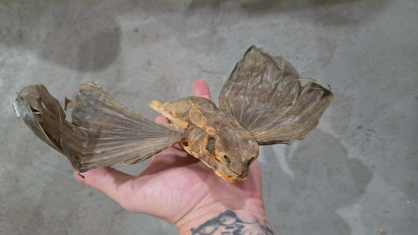 Poisson volant déshydraté