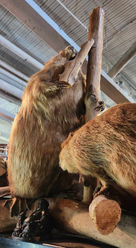 Deux castors empaillés.
