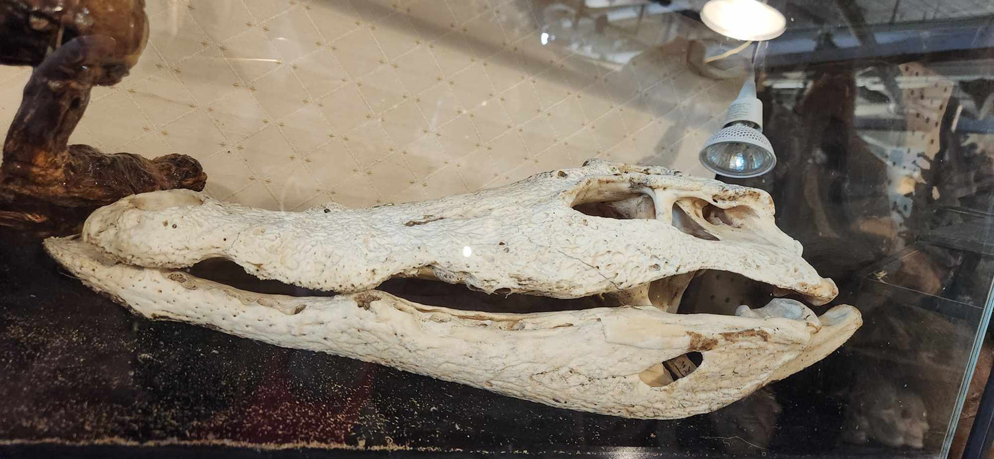 Crâne d'alligator.
