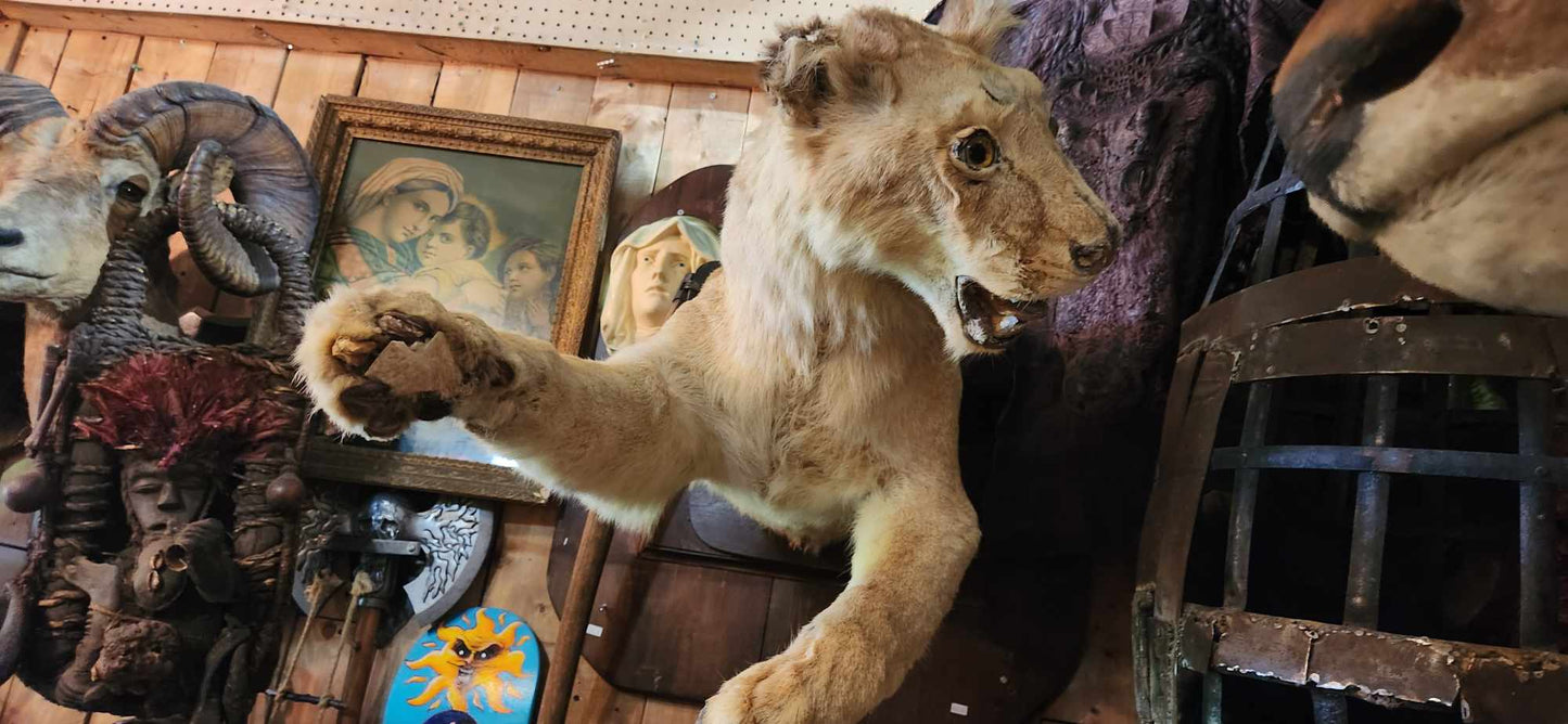 Lionne empaillée