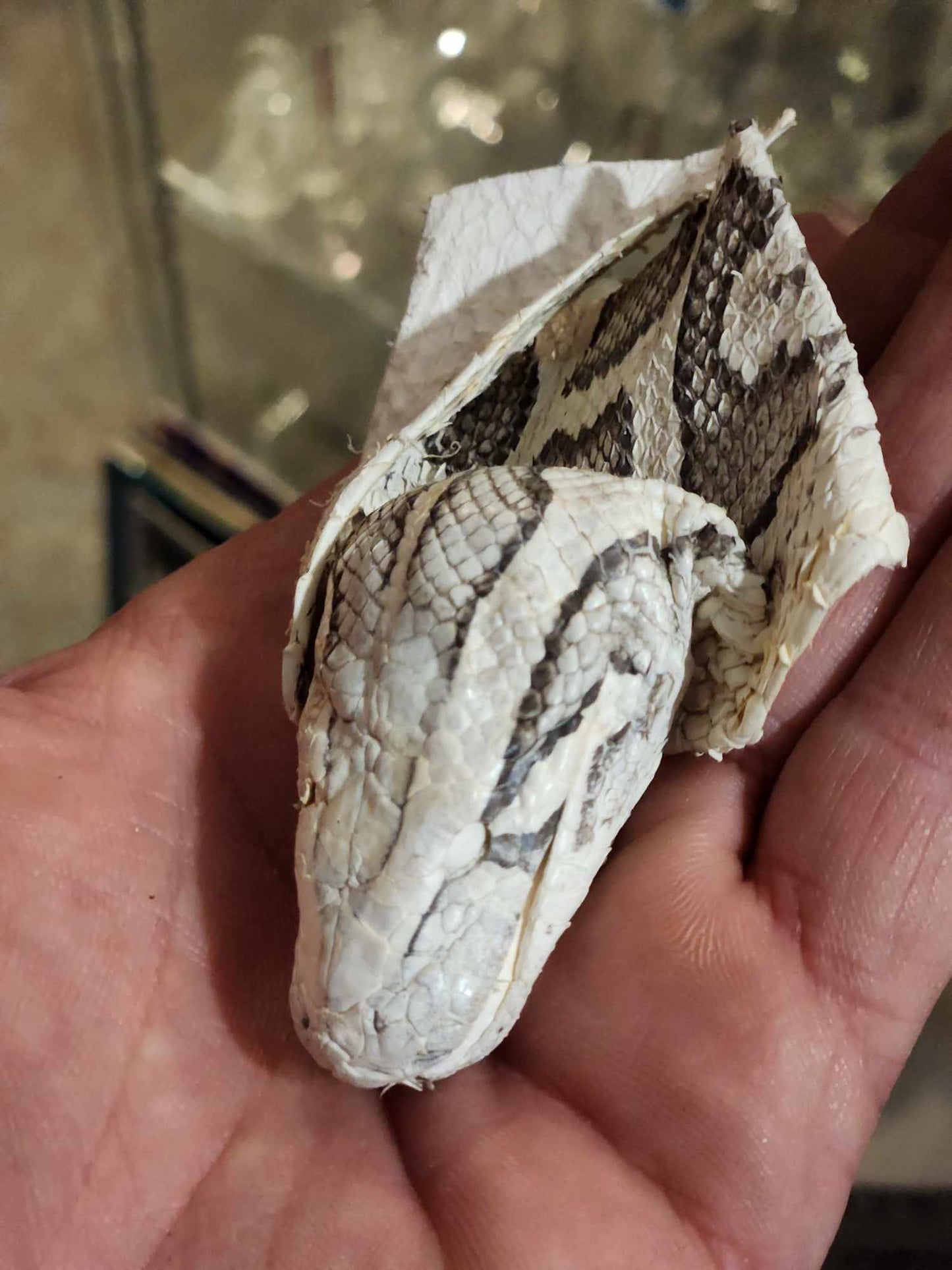 Peau de serpent