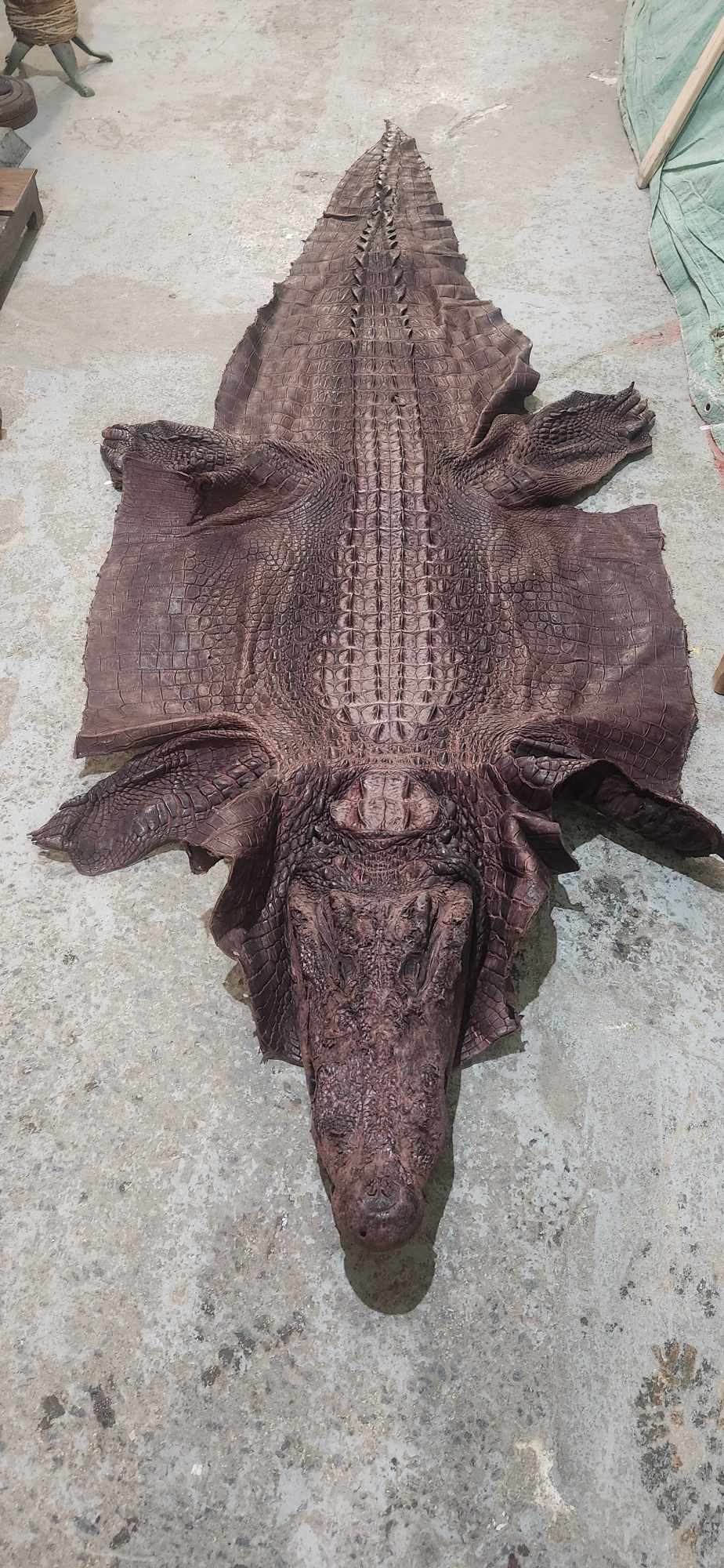 Peau Alligator