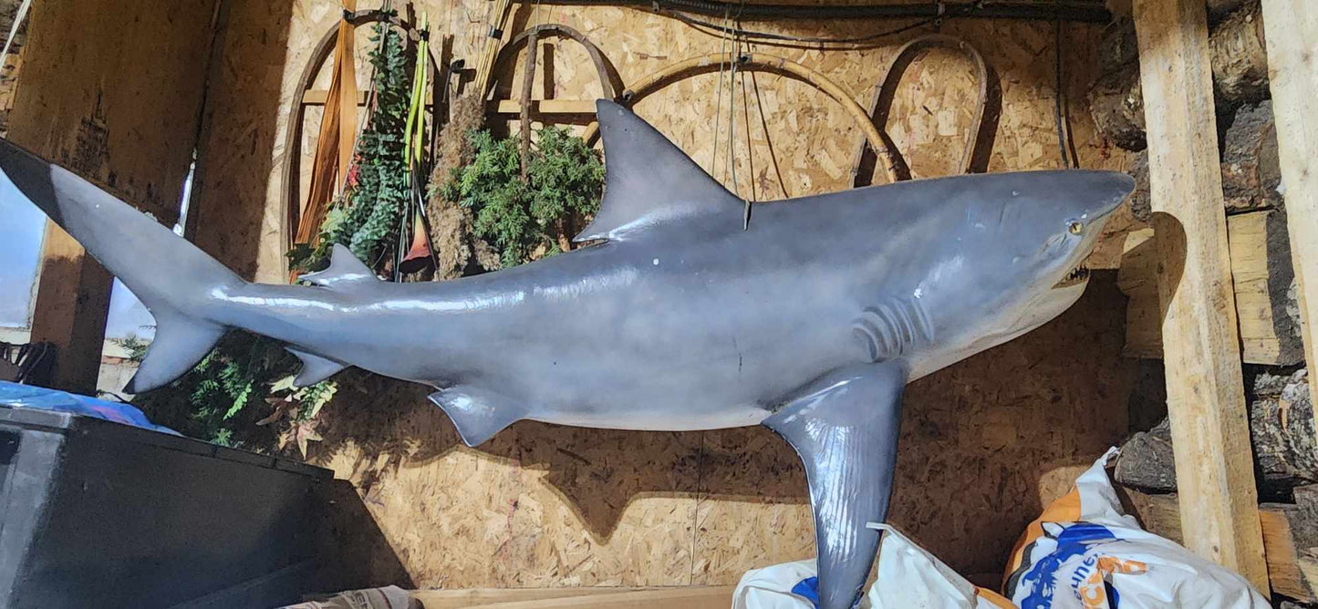 Requin