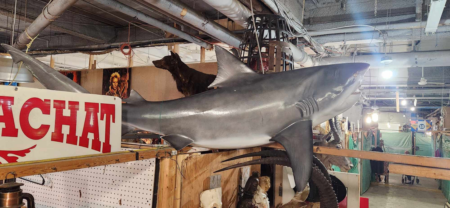 Requin